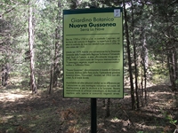 ova Gussonea-20110529 117